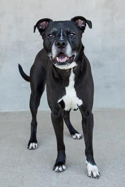 Junie, Adoptable, Senior Female Mixed Breed & Mixed Breed.