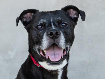 Junie, a Adoptable mixed breed in Longmont, CO image 2/3