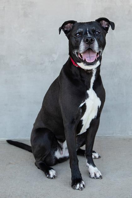 Junie, a Adoptable mixed breed in Longmont, CO image 3/3