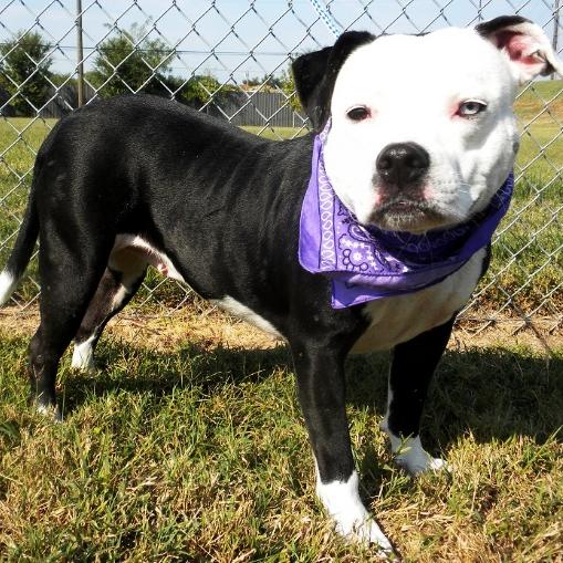 Enlarge Shadow, a Adoptable Mixed Breed in Jeffersonville, IN image 4/5
