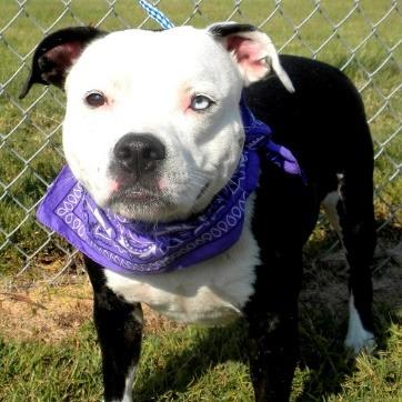 Enlarge Shadow, a Adoptable Mixed Breed in Jeffersonville, IN image 5/5