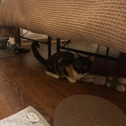 Enlarge Maple and Pecan, a ADOPTABLE Domestic Short Hair in Philadelphia, PA image 4/6