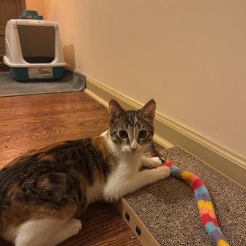 Maple and Pecan, ADOPTABLE, Young Female Domestic Short Hair.