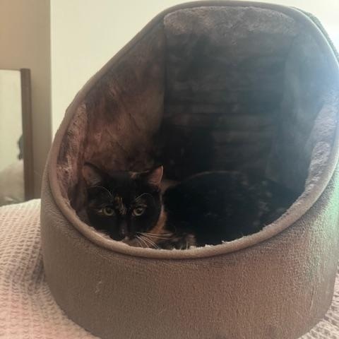 Maple and Pecan — thumbnail 3