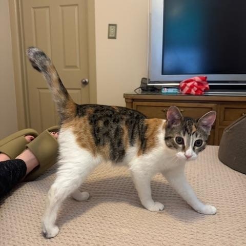 Enlarge Maple and Pecan, a ADOPTABLE Domestic Short Hair in Philadelphia, PA image 5/6