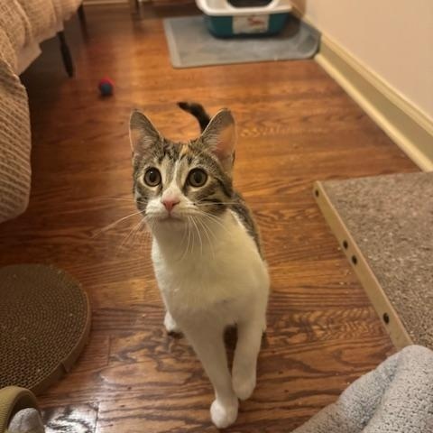 Maple and Pecan — thumbnail 5