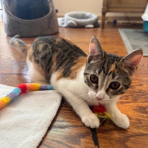 Enlarge Maple and Pecan, a ADOPTABLE Domestic Short Hair in Philadelphia, PA image 6/6