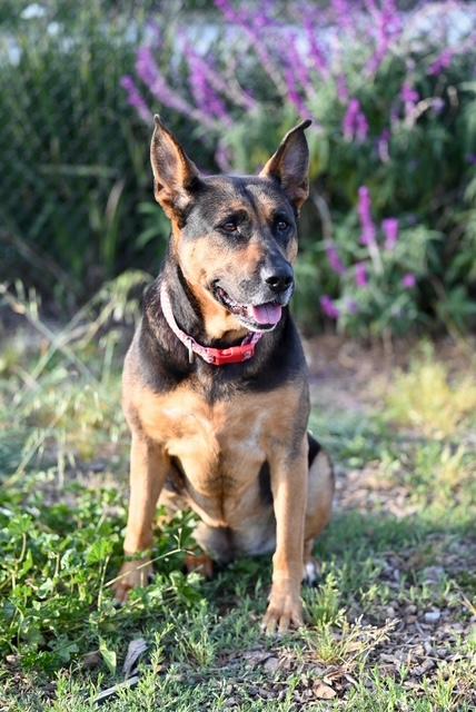 Enlarge CAMILA, a Adoptable mixed breed in Santa Cruz, CA image 1/1