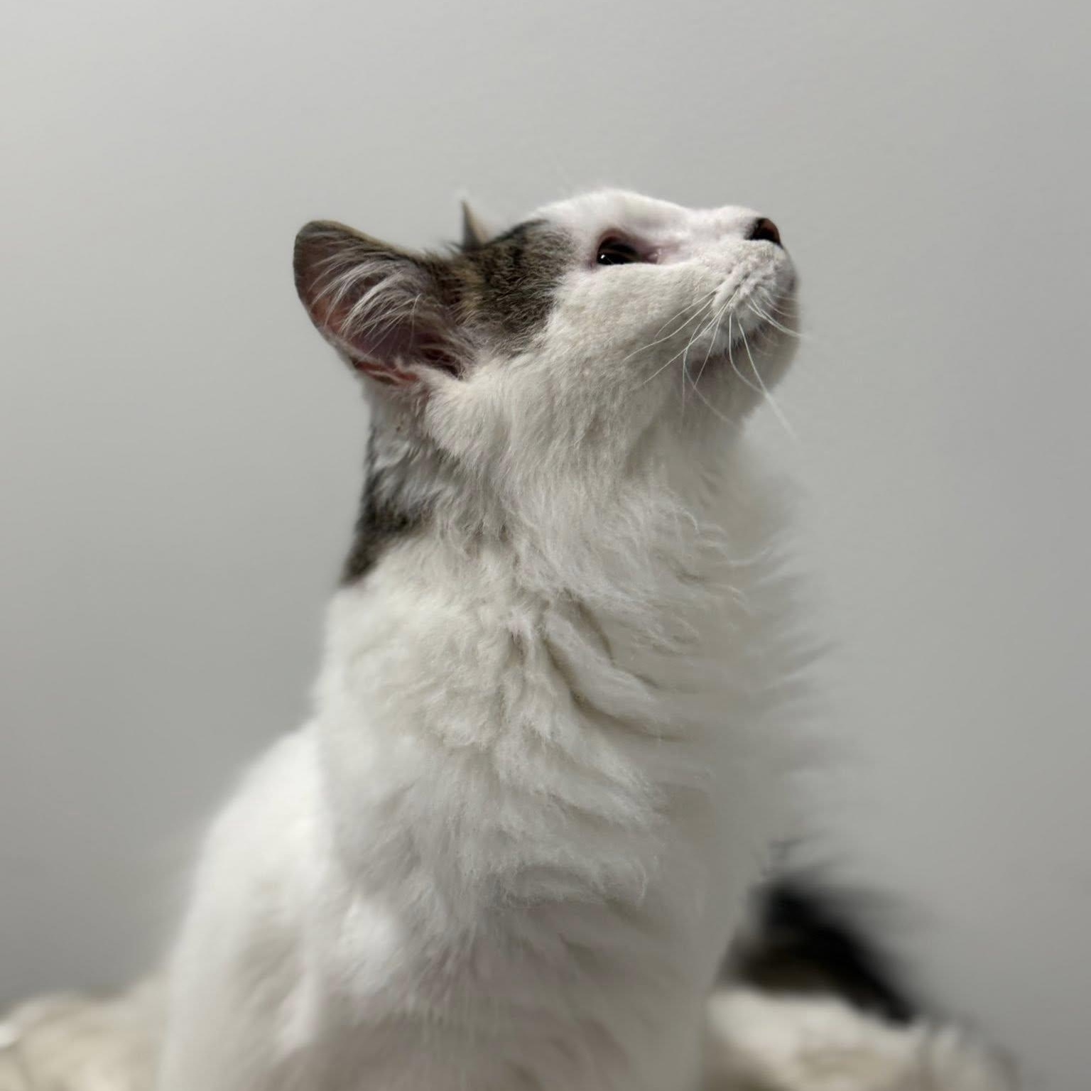Poppi, Young Male unknown