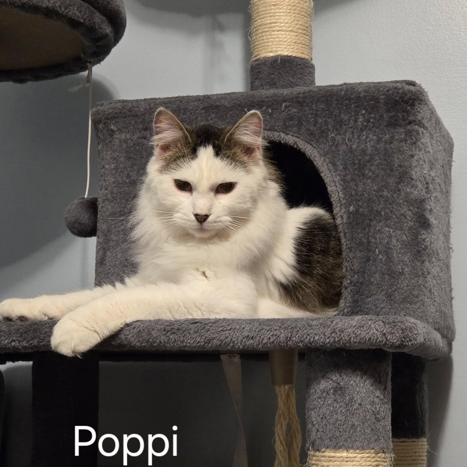 Poppi photo 3