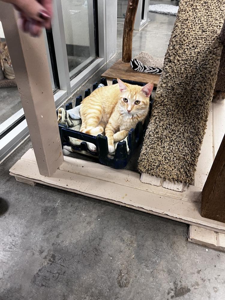 Enlarge Colby, a Adoptable mixed breed in Bartlesville, OK image 1/3