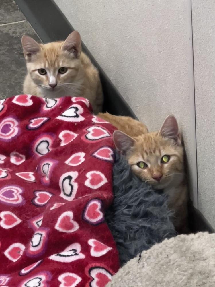 Enlarge Colby, a Adoptable mixed breed in Bartlesville, OK image 2/3