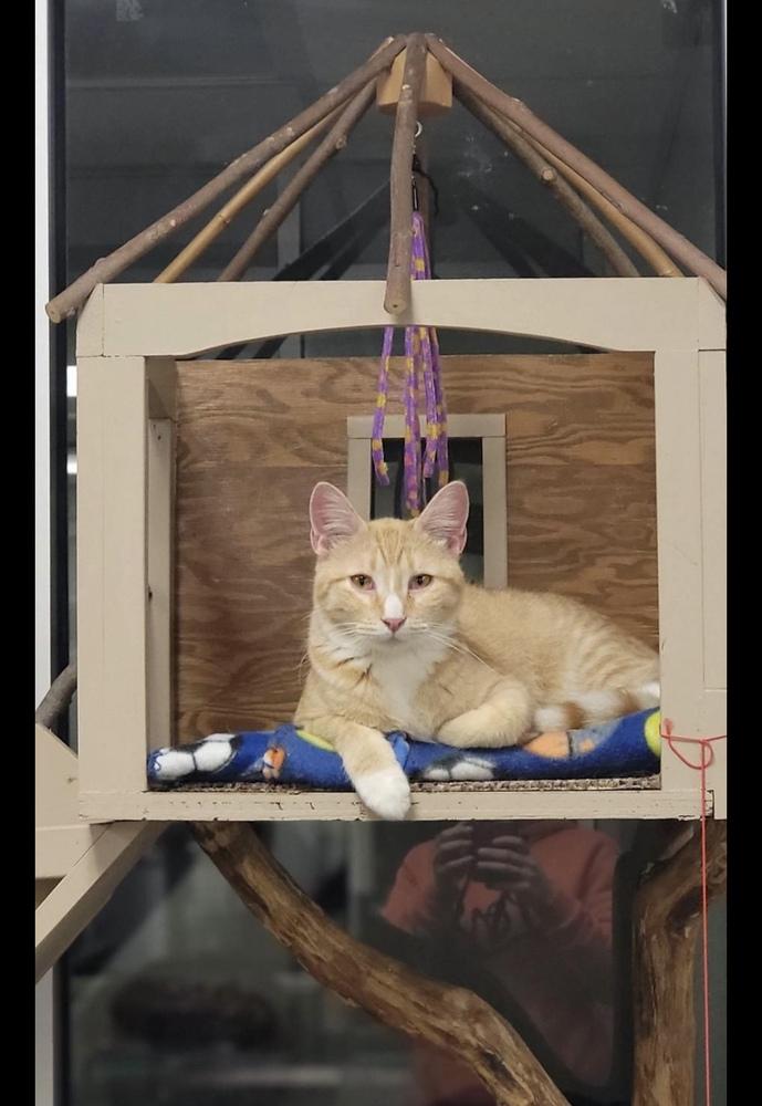 Enlarge Colby, a Adoptable mixed breed in Bartlesville, OK image 3/3