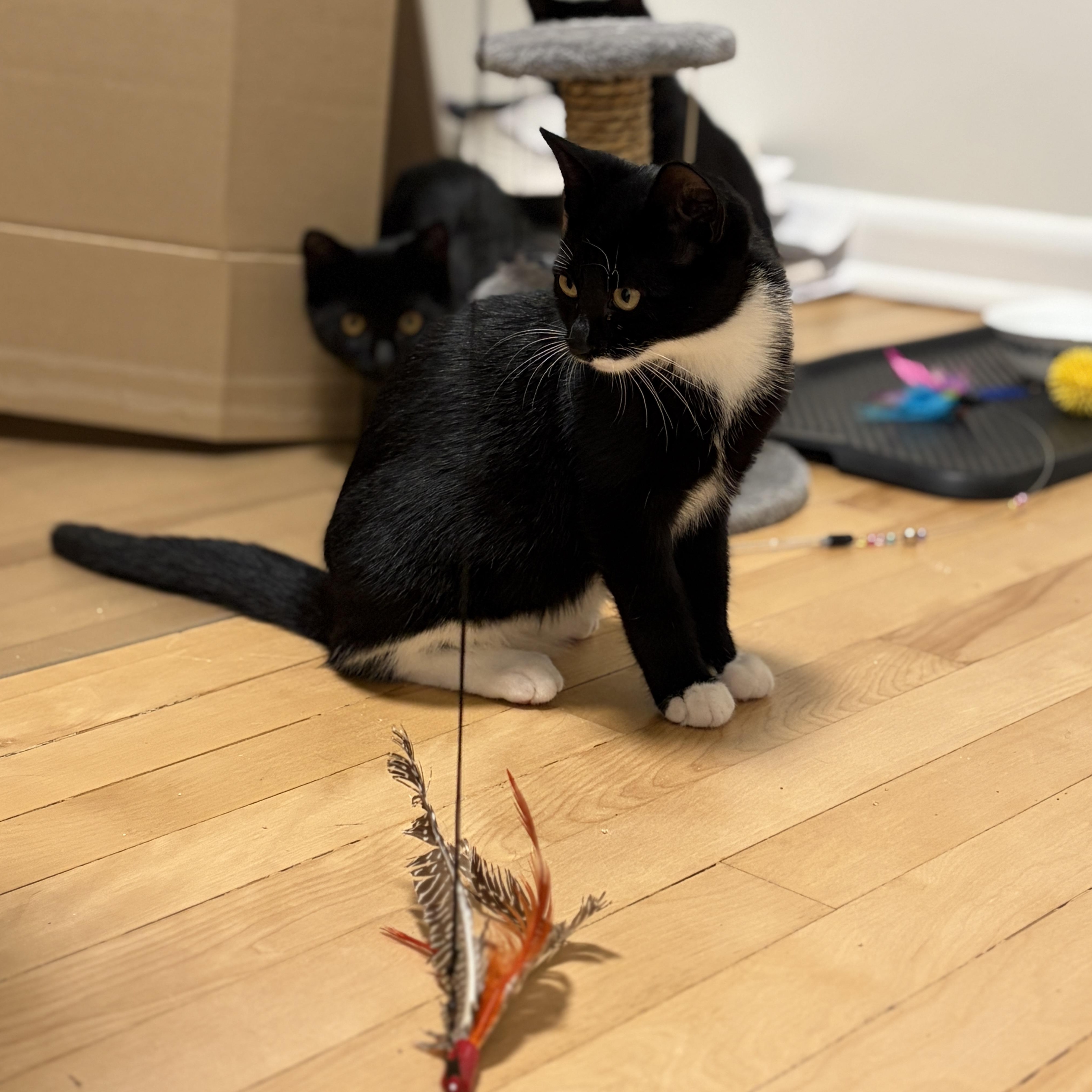 Enlarge Aspen, a Adoptable Domestic Short Hair in Ottawa, ON image 4/4