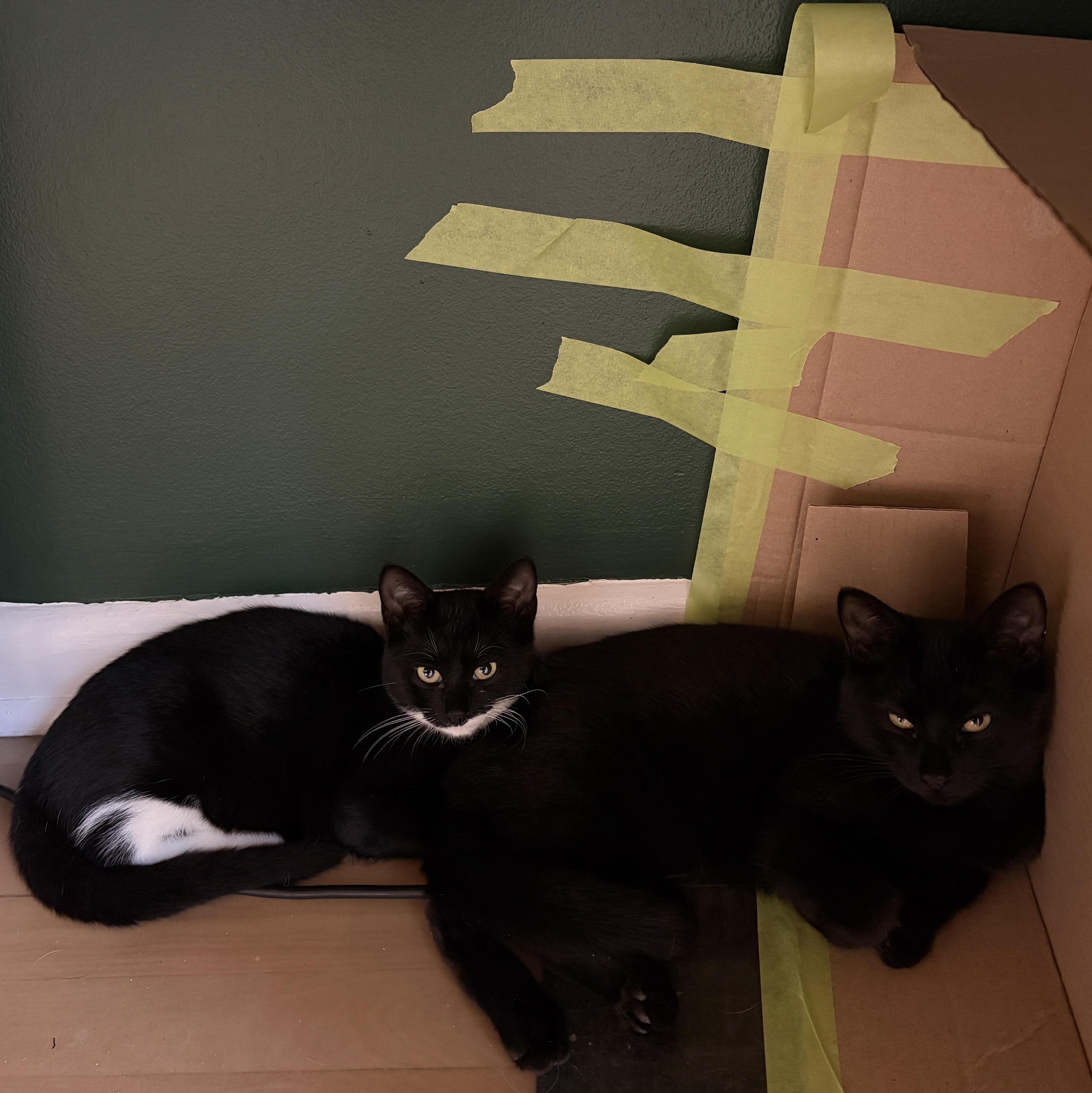 Enlarge Aspen, a Adoptable Domestic Short Hair in Ottawa, ON image 2/4
