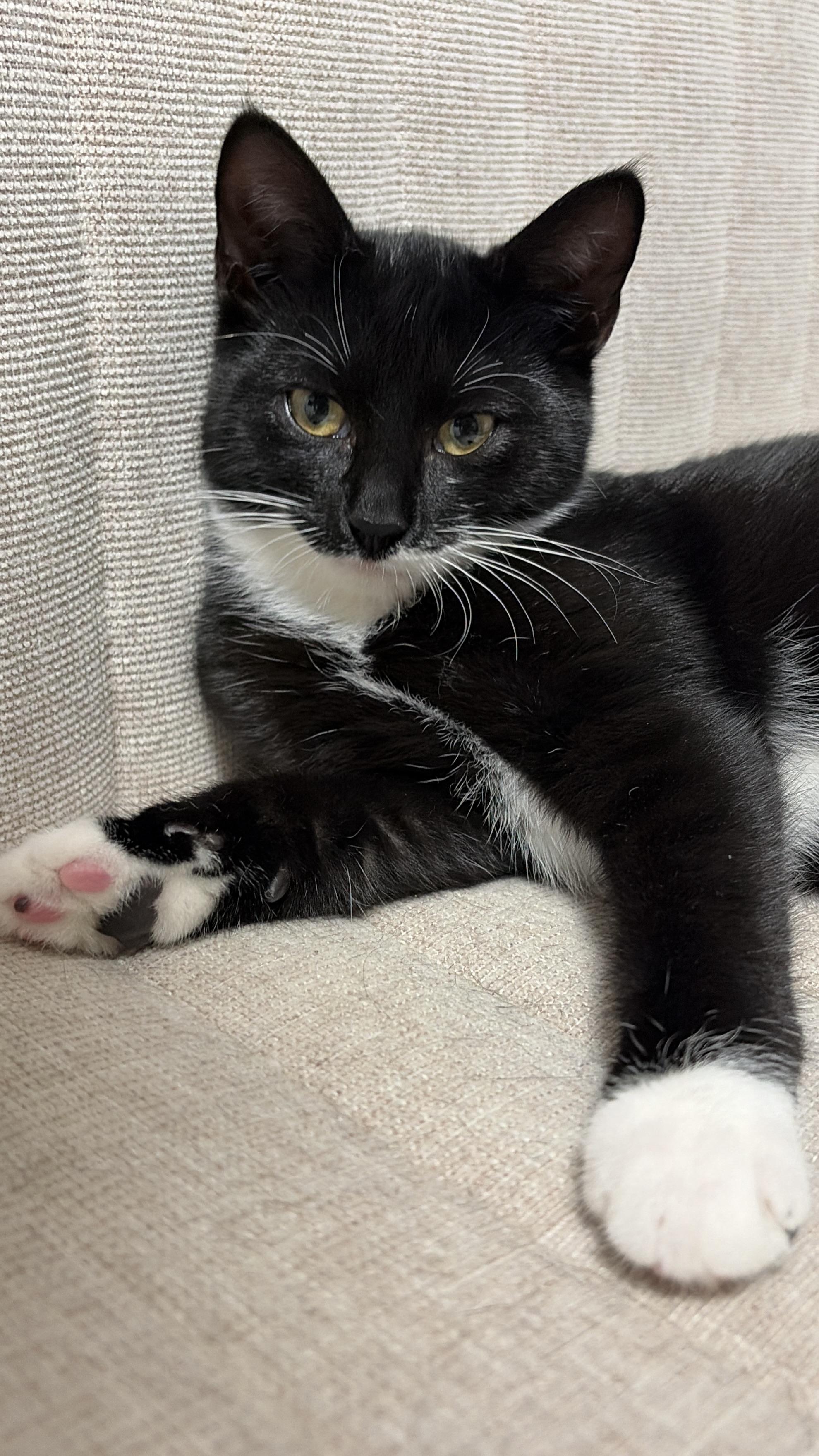 Enlarge Aspen, a Adoptable Domestic Short Hair in Ottawa, ON image 3/4