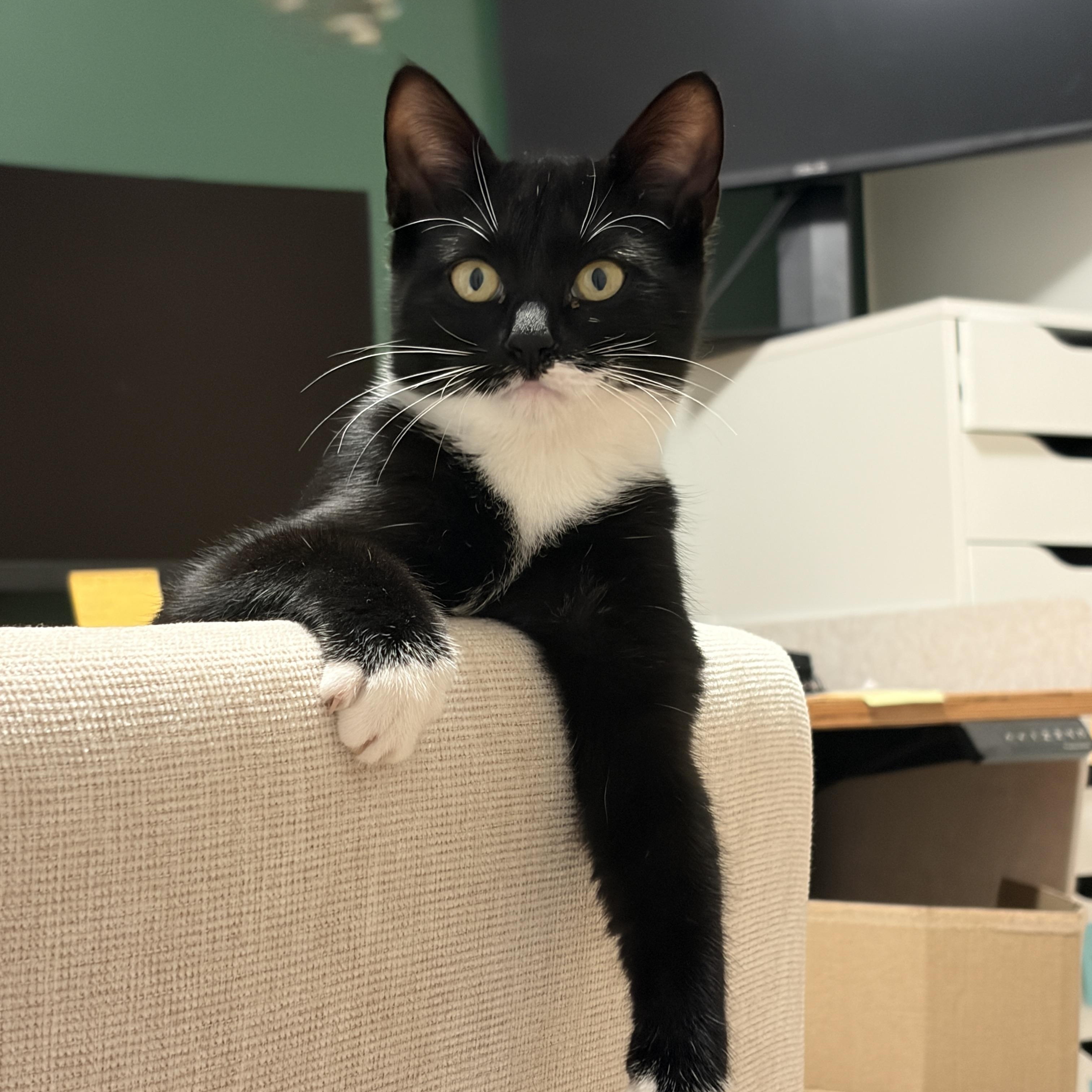 Enlarge Aspen, a Adoptable Domestic Short Hair in Ottawa, ON image 1/4