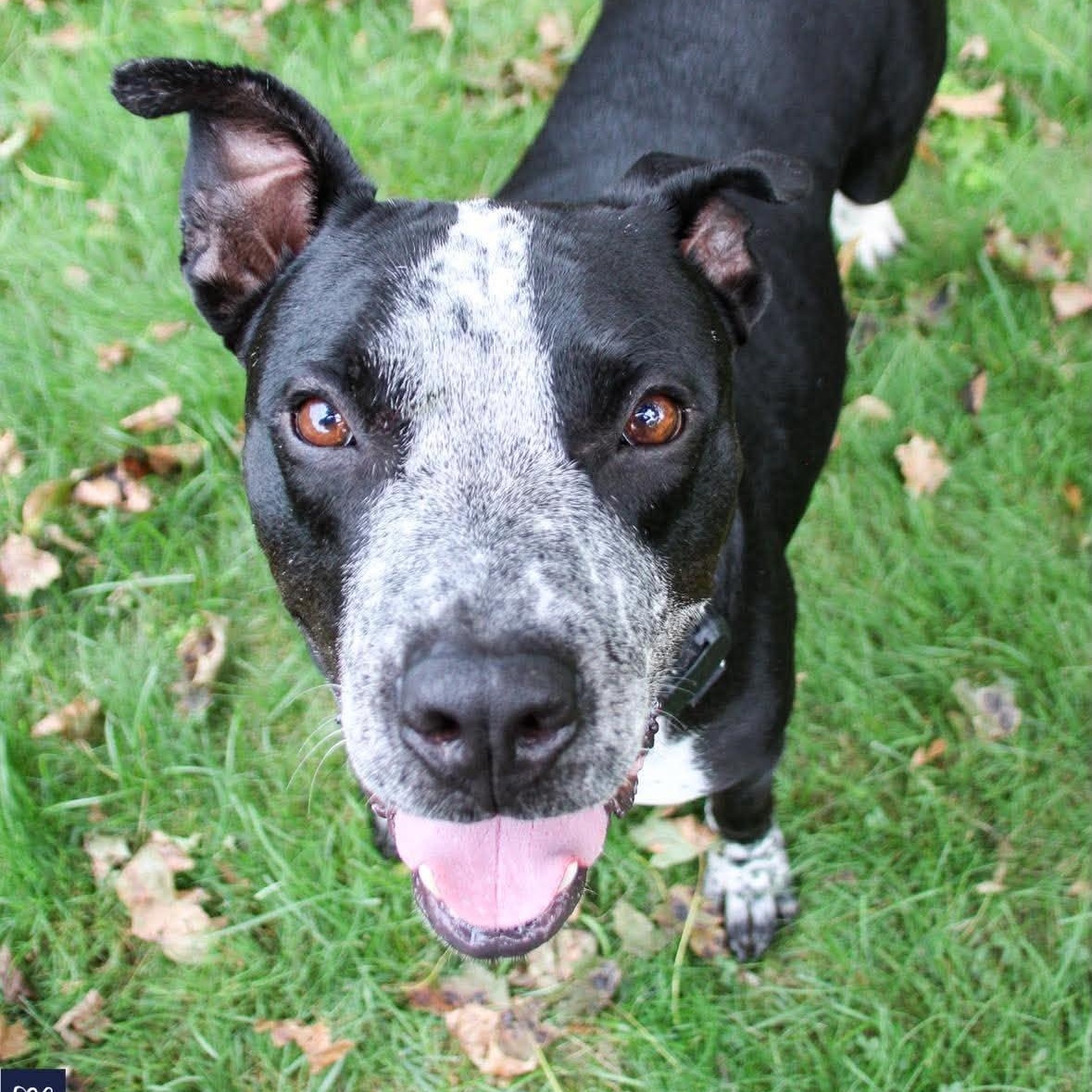 Enlarge Dunkin, a Adoptable mixed breed in Rochester, NY image 2/6