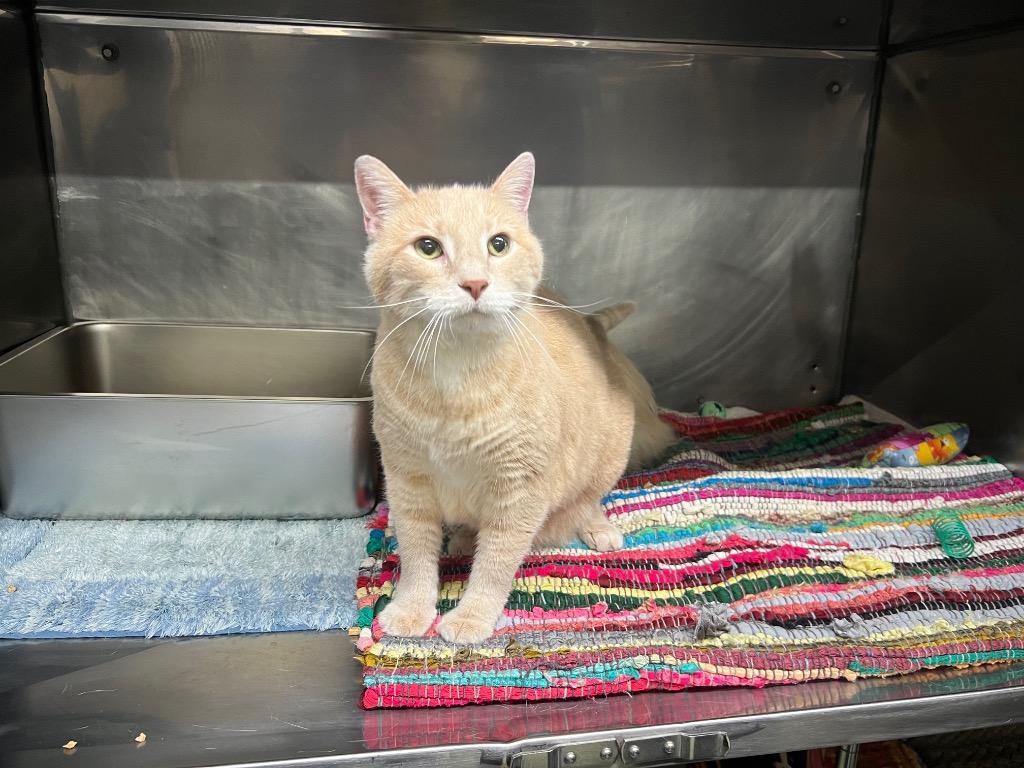 Enlarge Milo, a Adoptable mixed breed in Murray, KY image 1/1