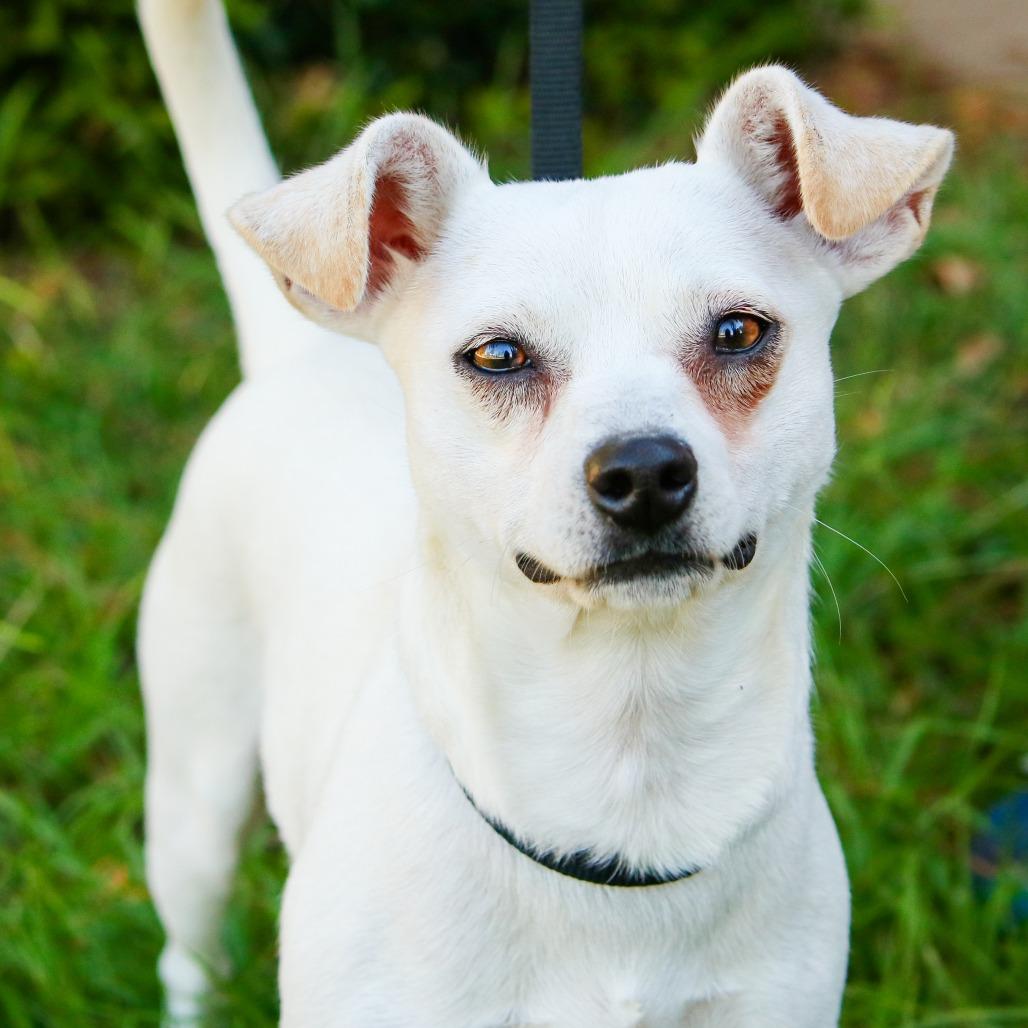 Peanut, Adoptable, Young Female Chihuahua & Dachshund.