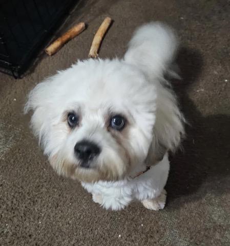 Enlarge Cash, a ADOPTABLE Shih poo in Atlantic Highlands, NJ image 3/3