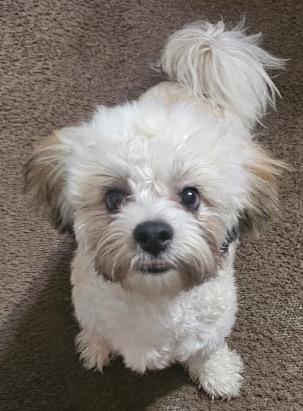 Enlarge Cash, a ADOPTABLE Shih poo in Atlantic Highlands, NJ image 1/3