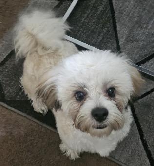 Enlarge Cash, a ADOPTABLE Shih poo in Atlantic Highlands, NJ image 2/3