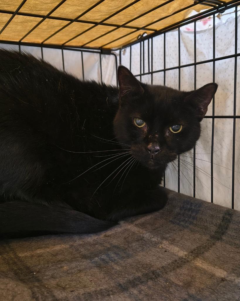 Pero, Adoptable, Adult Male Domestic Short Hair.