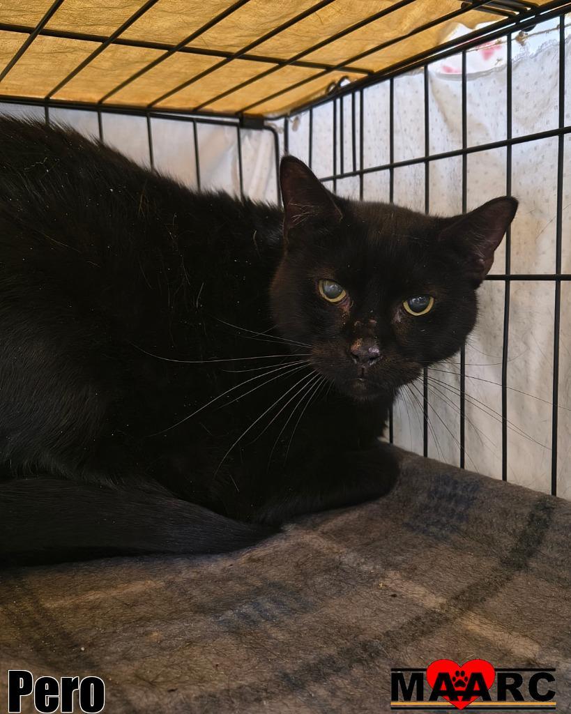 Pero, Adoptable, Adult Male Domestic Short Hair.