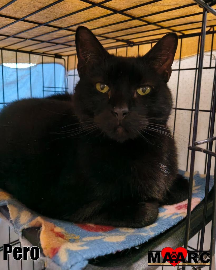 Enlarge Pero, a Adoptable mixed breed in Maryville, TN image 2/4
