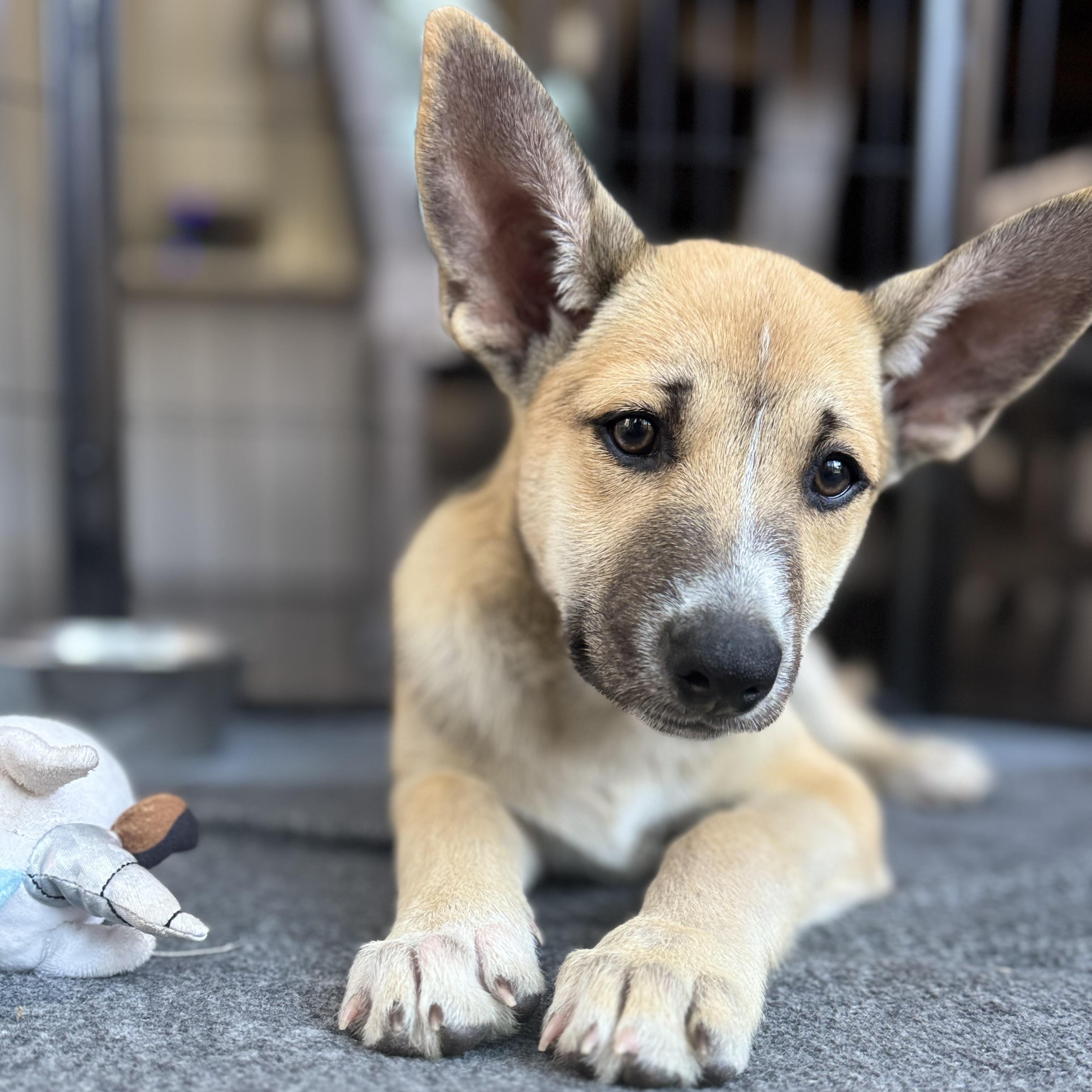 Nic (Love island litter)