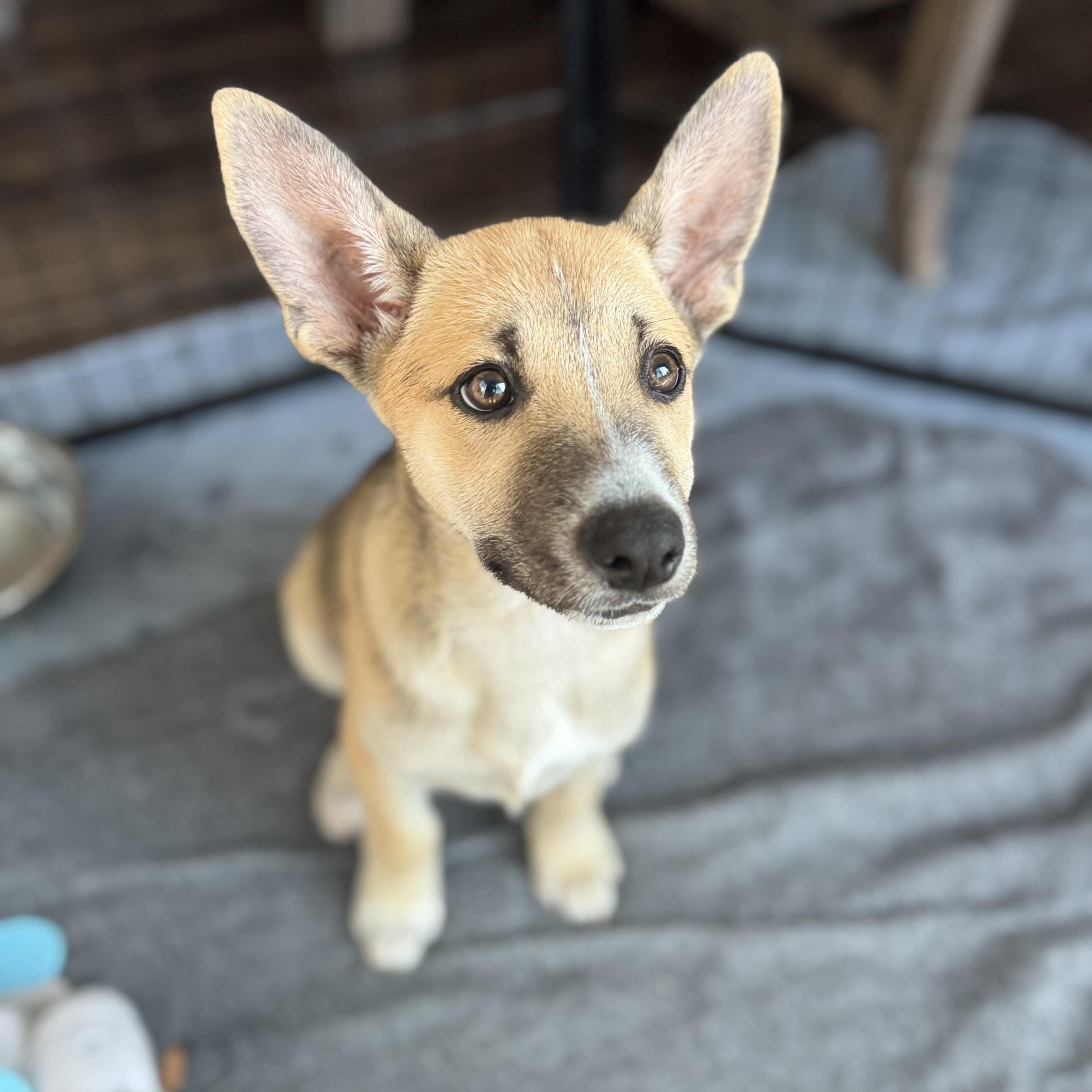 Nic (Love island litter)