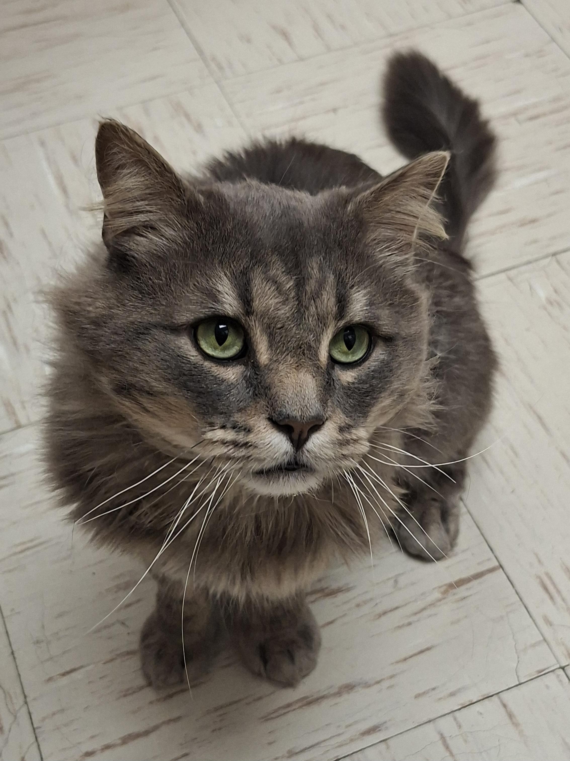 Biff Wellington, a ADOPTABLE Domestic Long Hair in Wallingford, CT image 1/3
