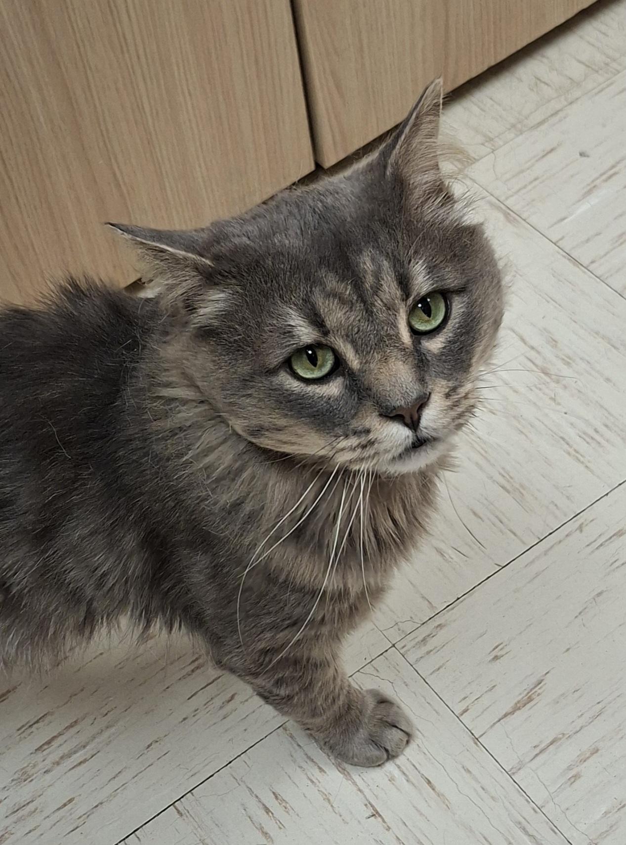 Biff Wellington, a ADOPTABLE Domestic Long Hair in Wallingford, CT image 3/3