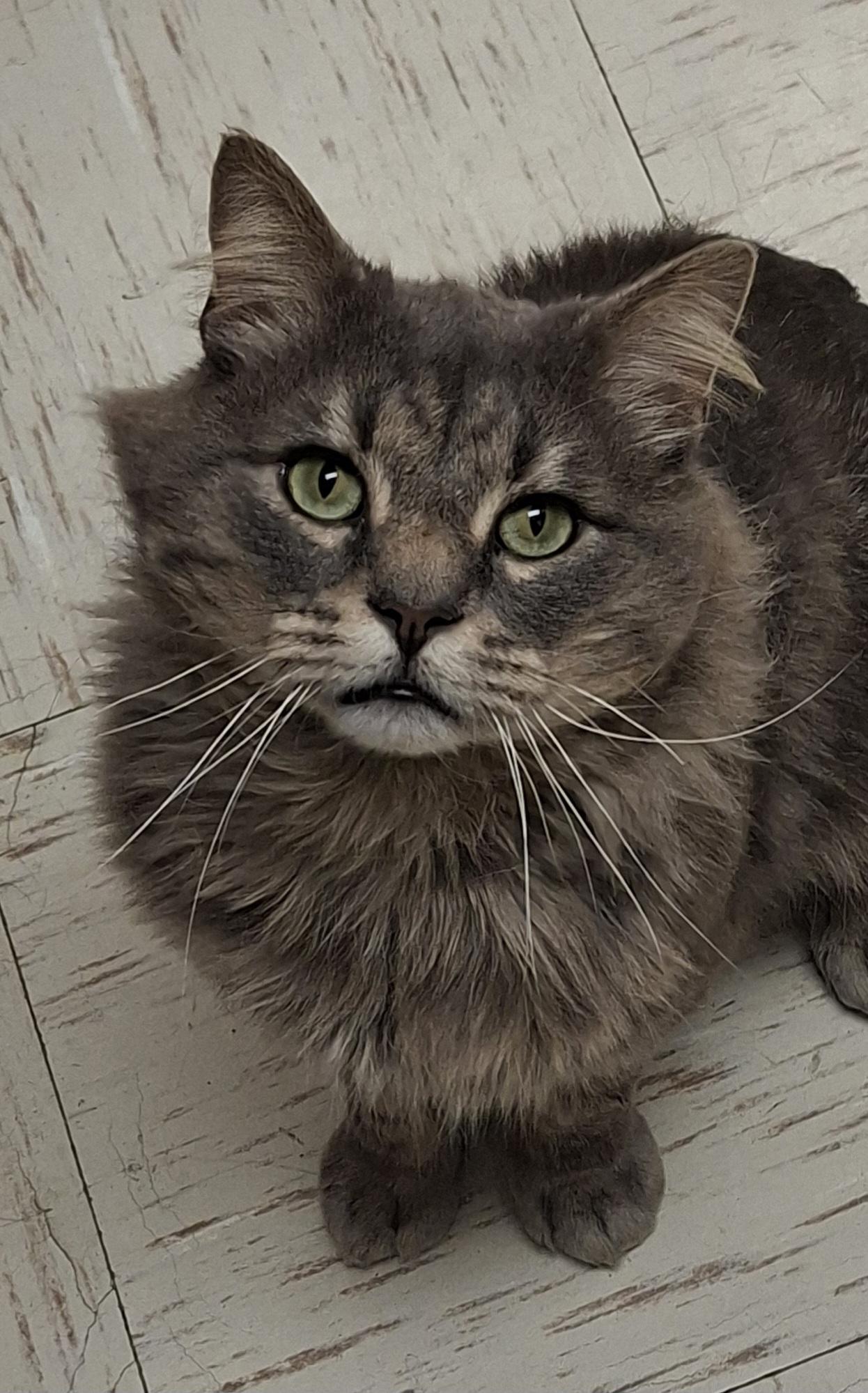 Biff Wellington, a ADOPTABLE Domestic Long Hair in Wallingford, CT image 2/3
