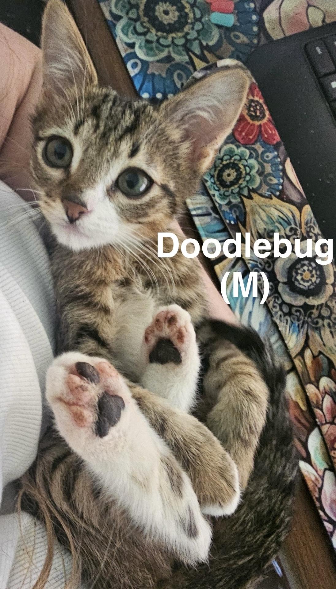Doodlebug