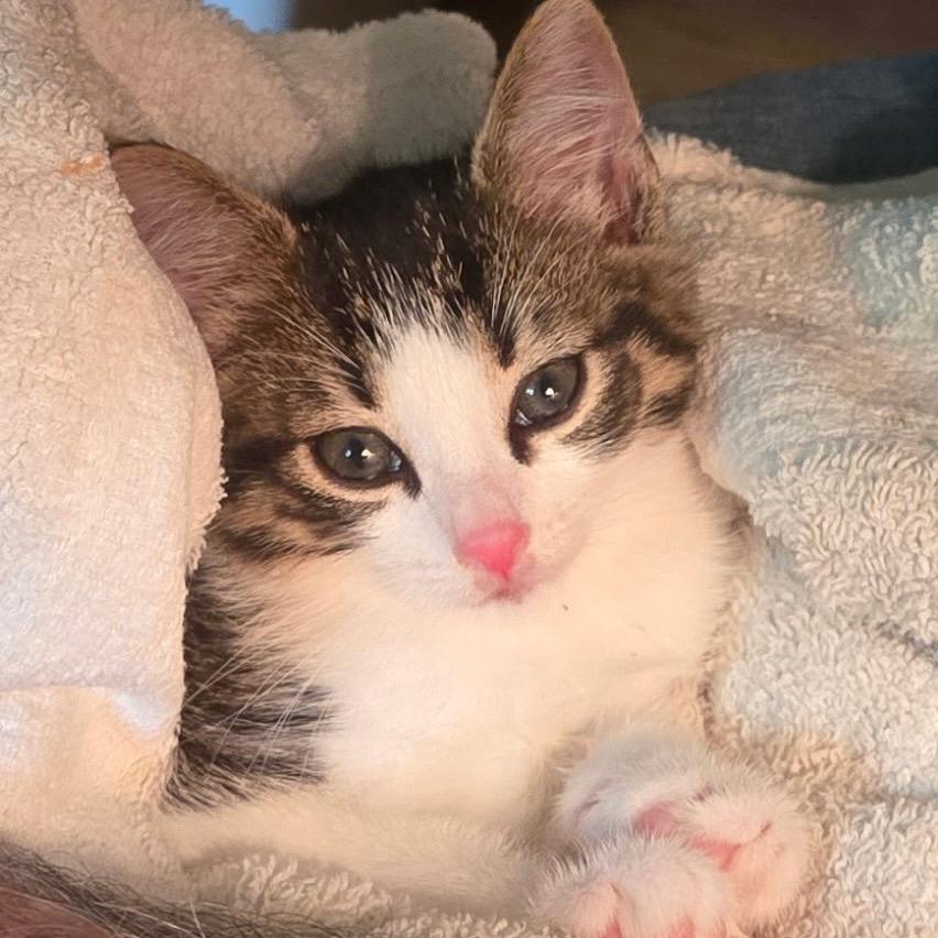 Cinnamon, a Adoptable Domestic Short Hair in Franklin, NC image 2/3