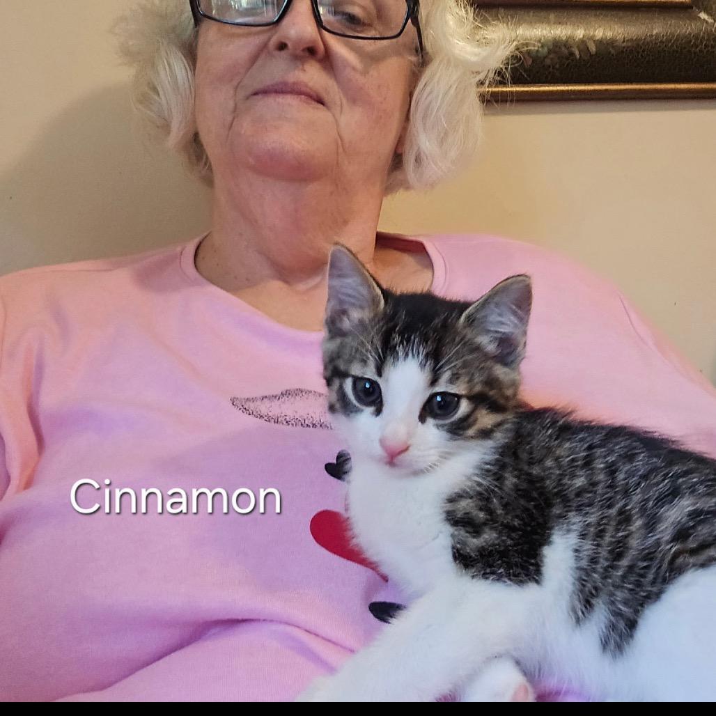 Cinnamon, a Adoptable Domestic Short Hair in Franklin, NC image 3/3