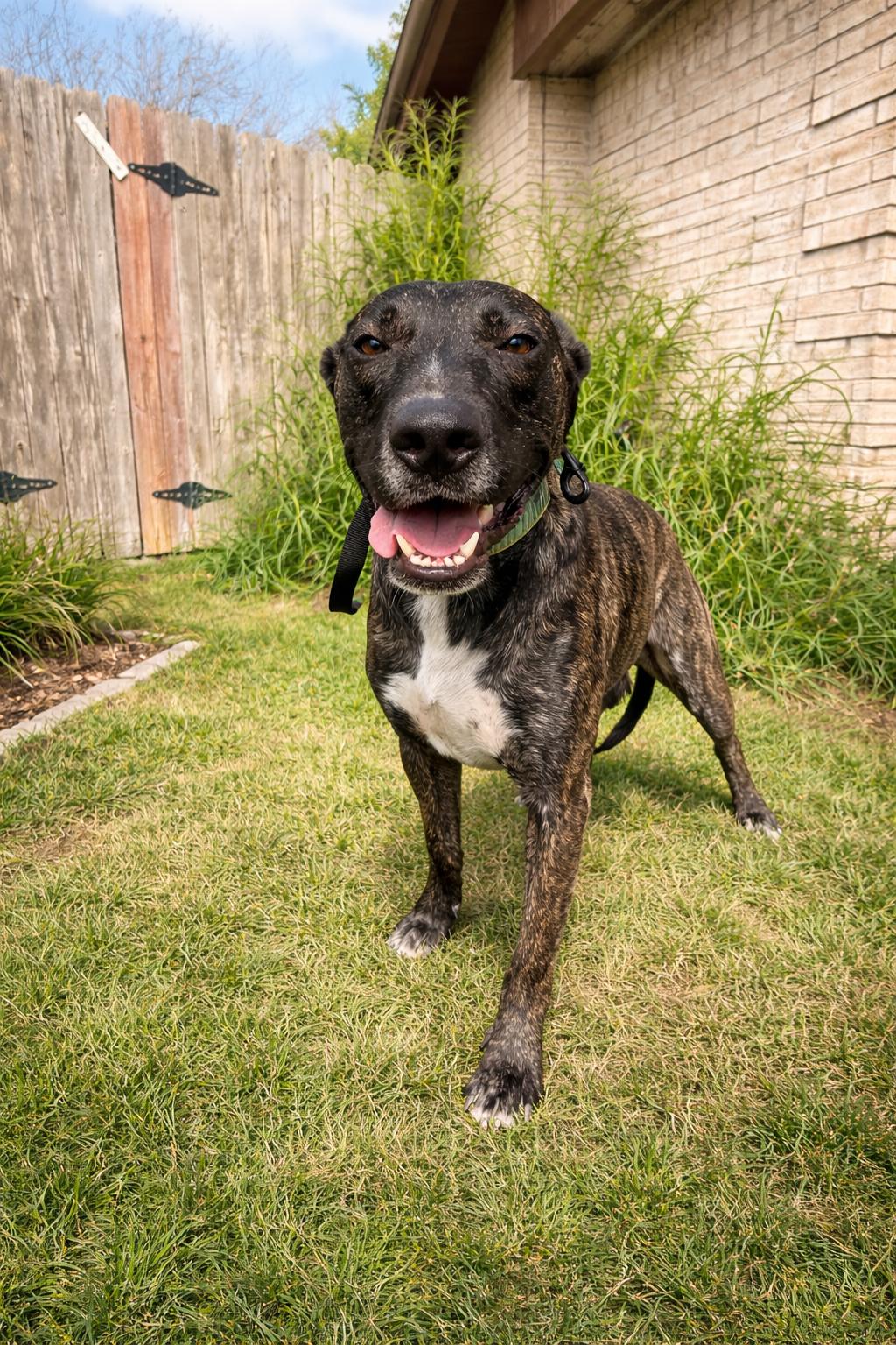 Enlarge Rodger, an adopted mixed breed in Grove City, PA image 3/5