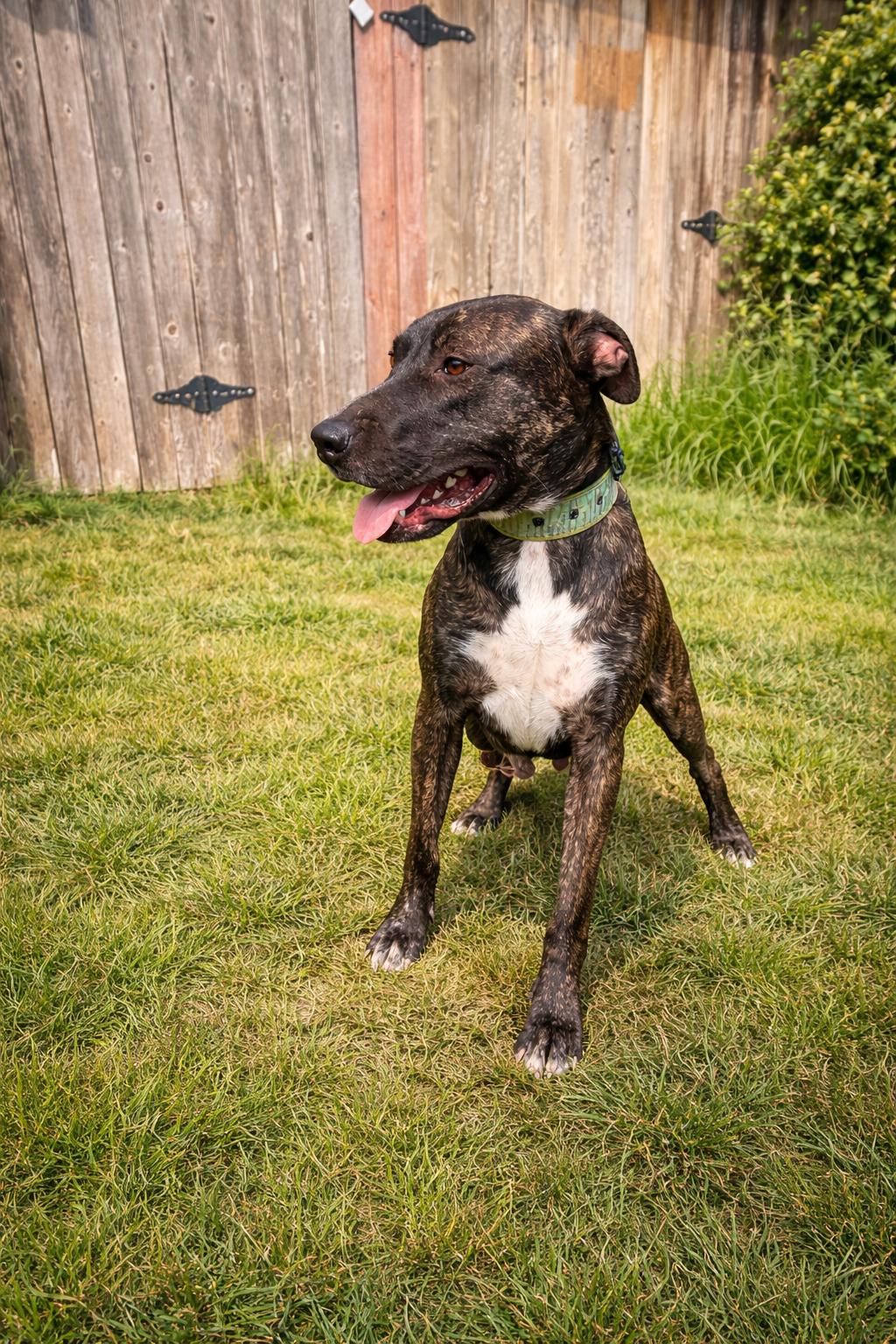 Enlarge Rodger, an adopted mixed breed in Grove City, PA image 1/5