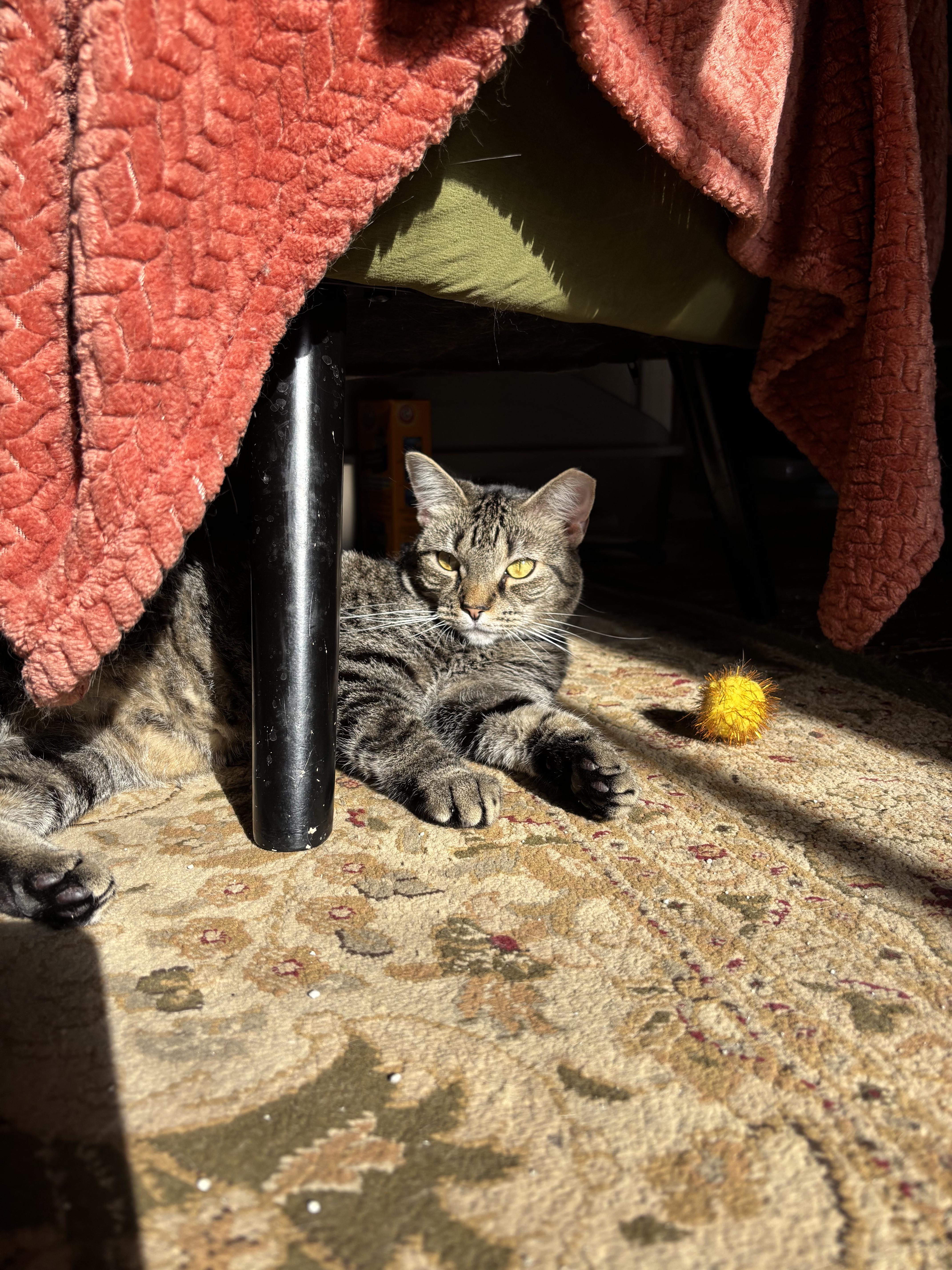 Enlarge Atlas, a Adoptable Domestic Short Hair in Verona, PA image 1/6