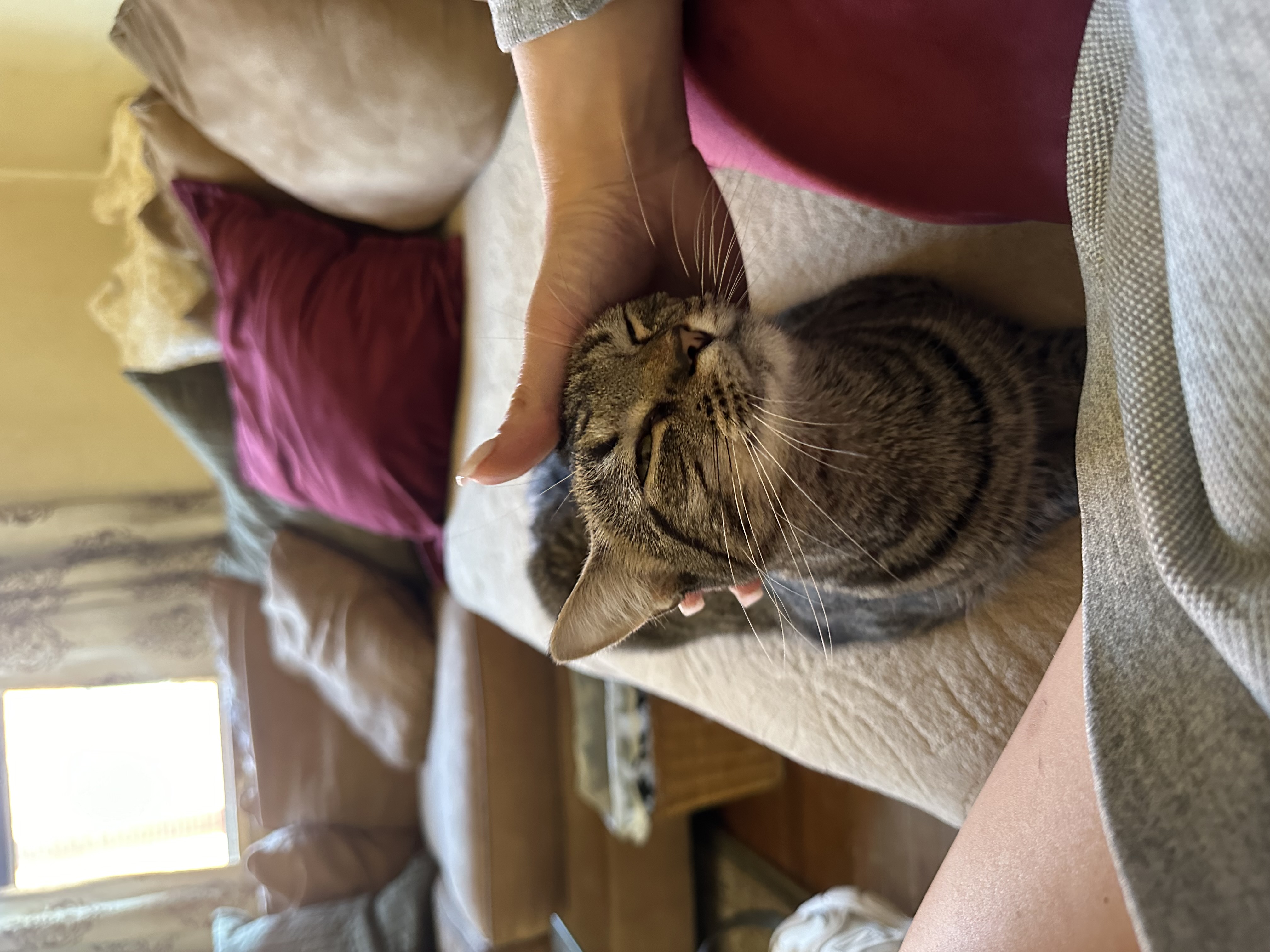 Enlarge Atlas, a Adoptable Domestic Short Hair in Verona, PA image 2/6