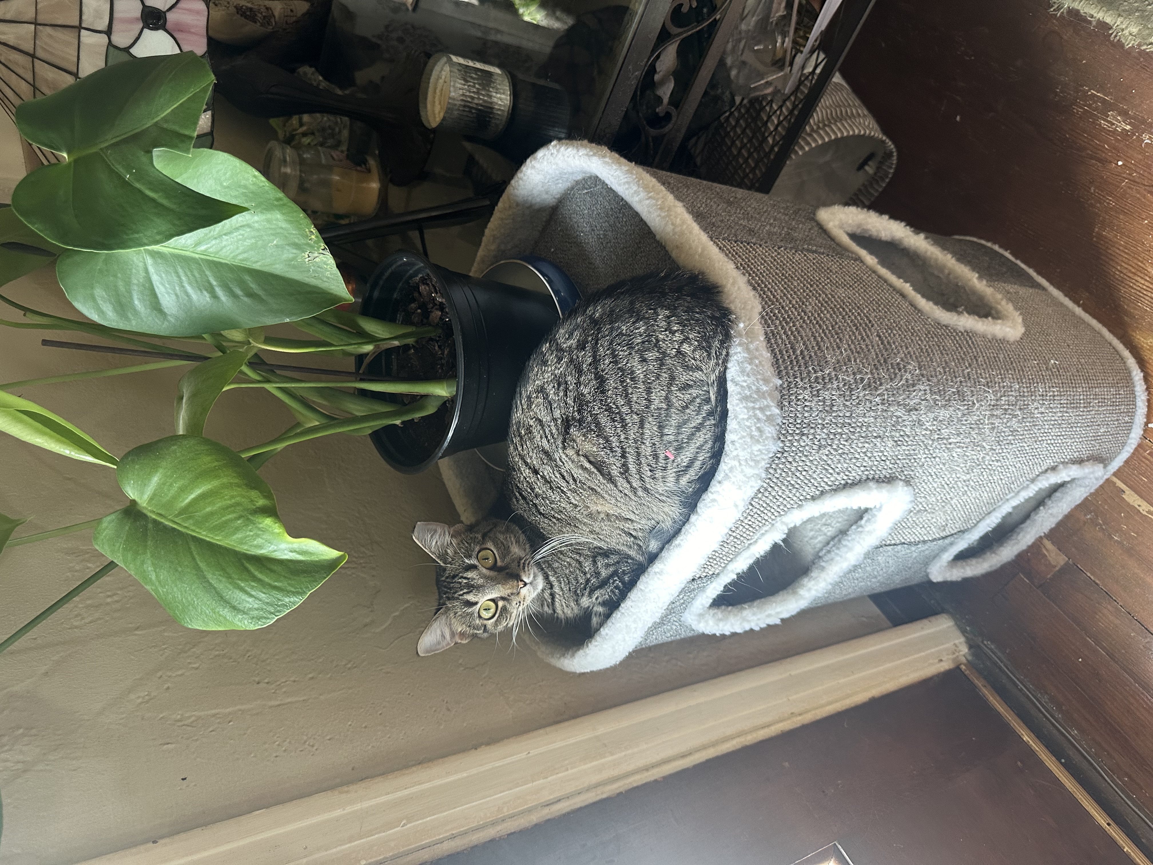 Enlarge Atlas, a Adoptable Domestic Short Hair in Verona, PA image 5/6