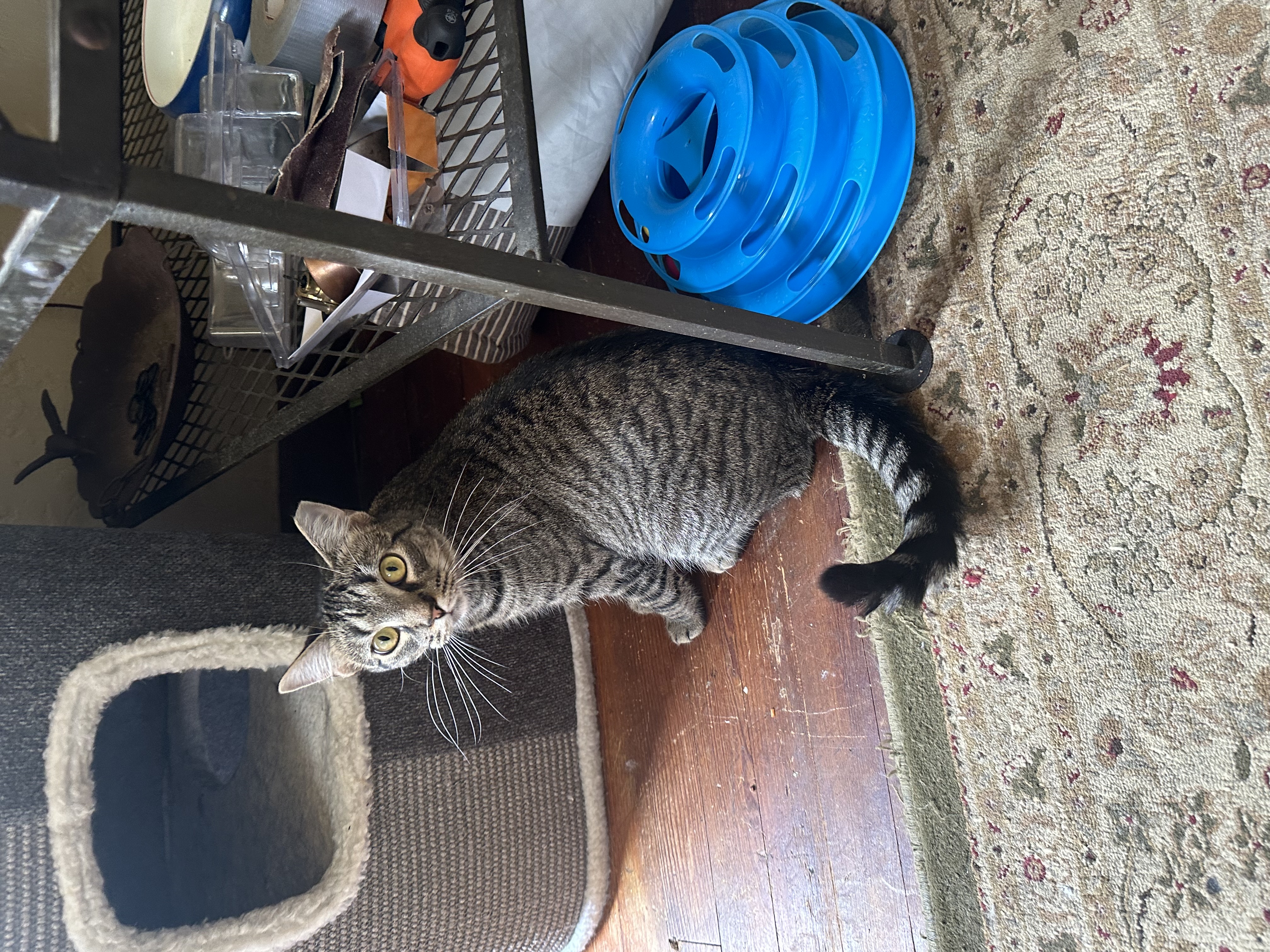 Enlarge Atlas, a Adoptable Domestic Short Hair in Verona, PA image 3/6