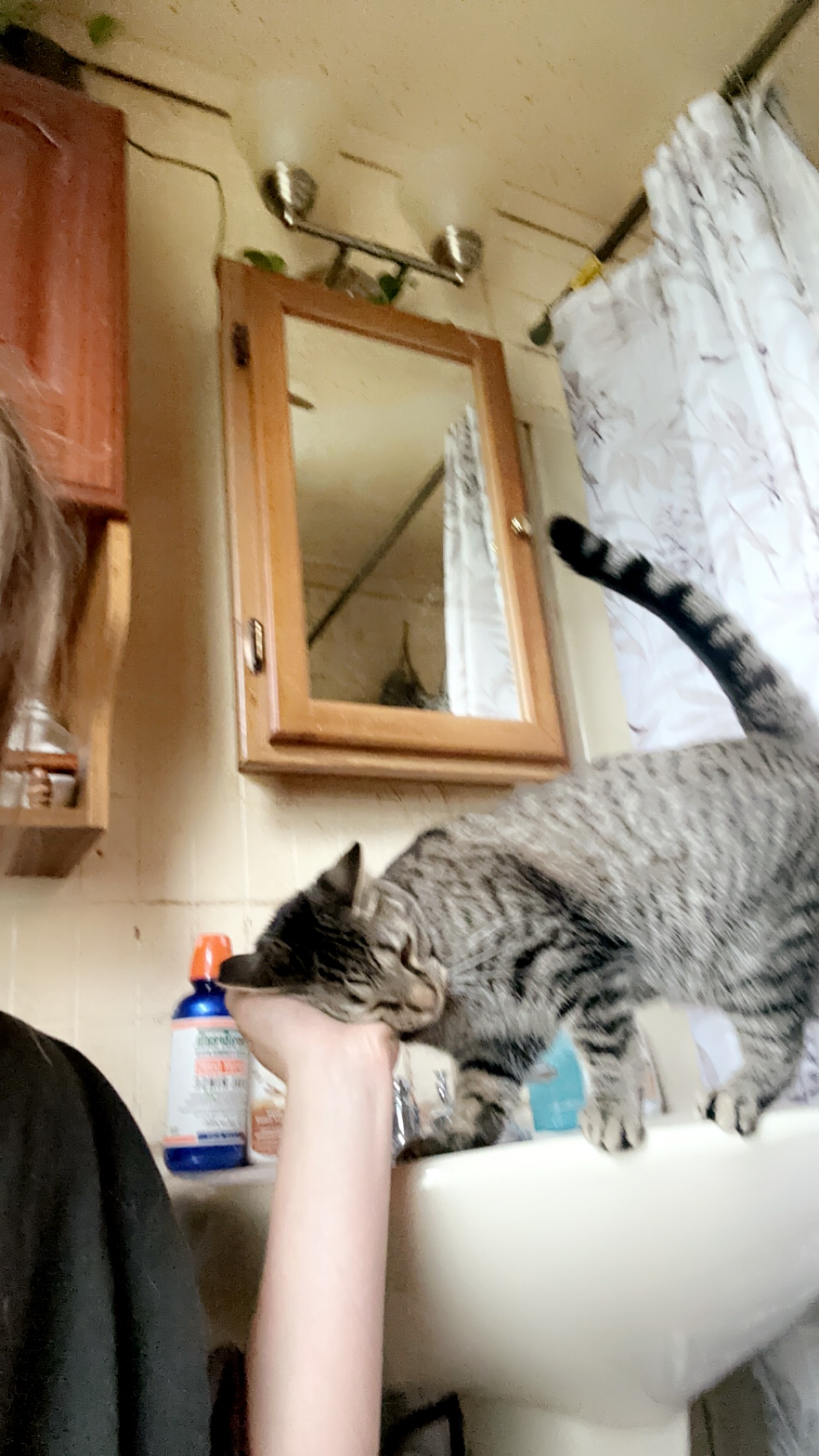 Enlarge Atlas, a Adoptable Domestic Short Hair in Verona, PA image 6/6