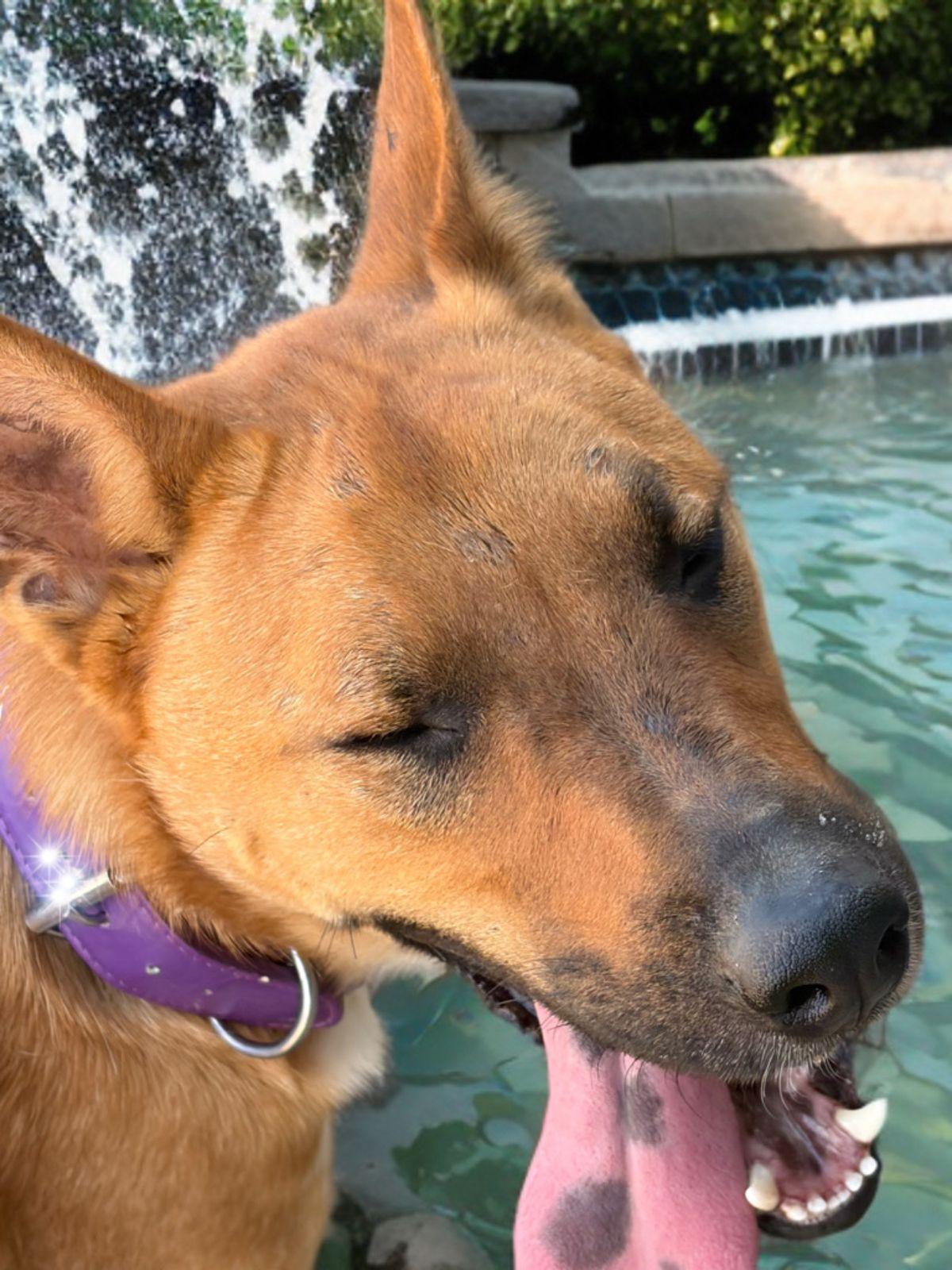 Coffee, Adoptable, Adult Male Shepherd.