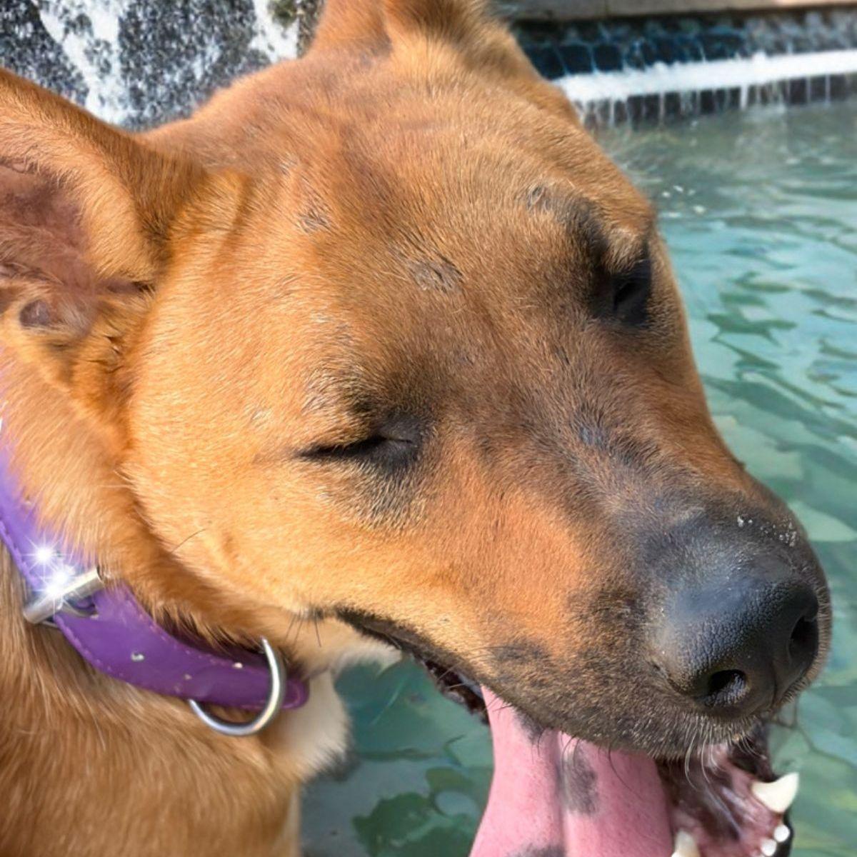 Enlarge Coffee, a Adoptable Shepherd in Kingman, AZ image 1/1