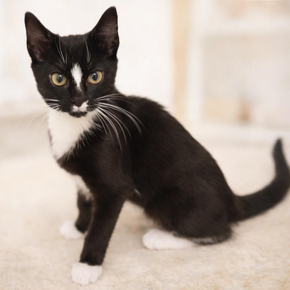 Rian, Adoptable, Kitten Male Domestic Short Hair & Domestic Short Hair.