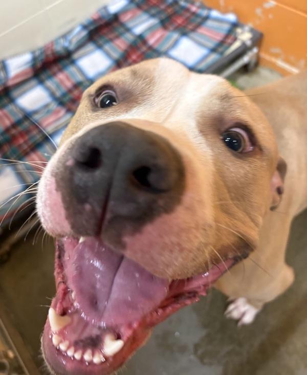 Enlarge Oasis, a Adoptable mixed breed in Sioux City, IA image 1/2