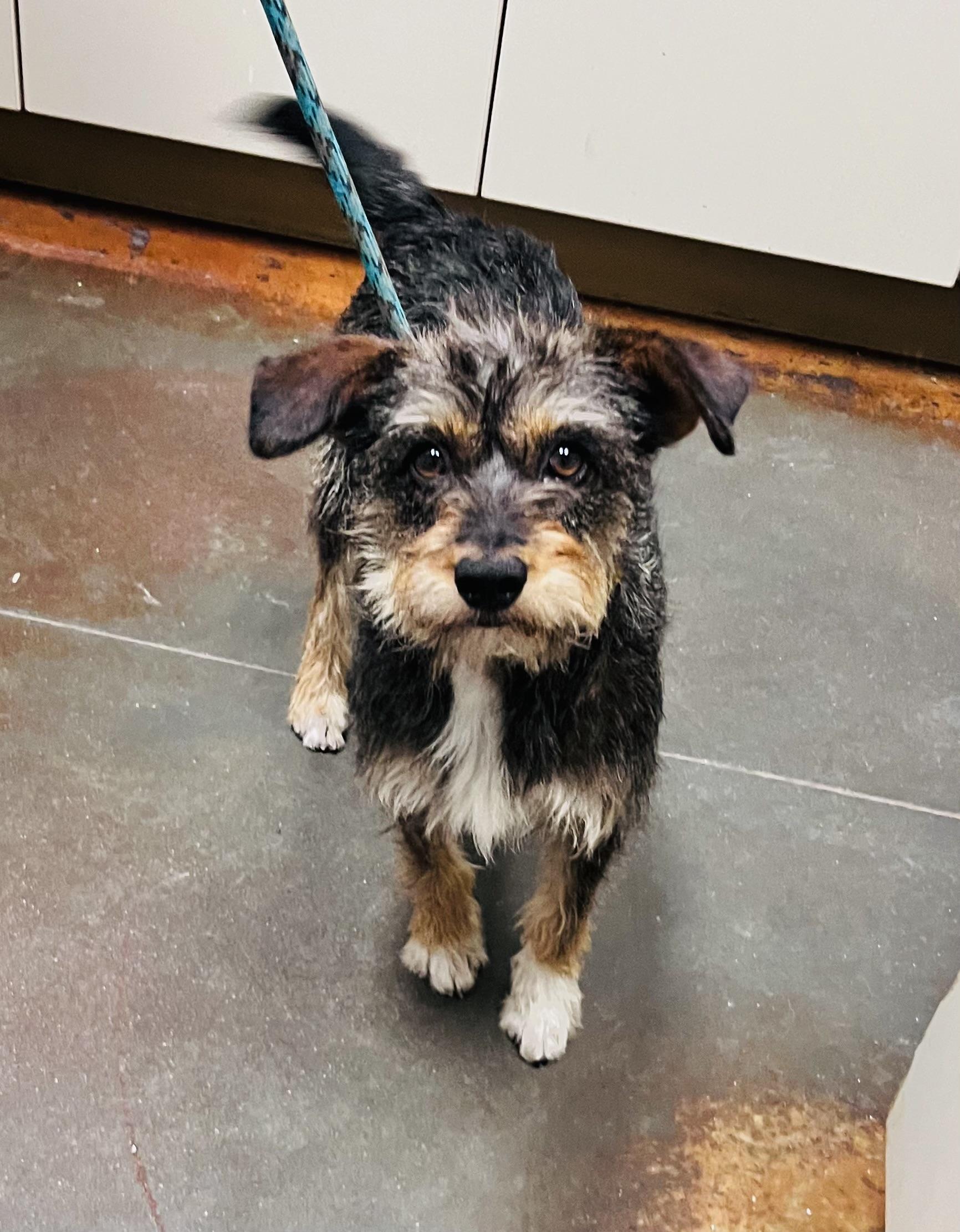 Enlarge Pepper, a ADOPTABLE mixed breed in Council Bluffs, IA image 1/1